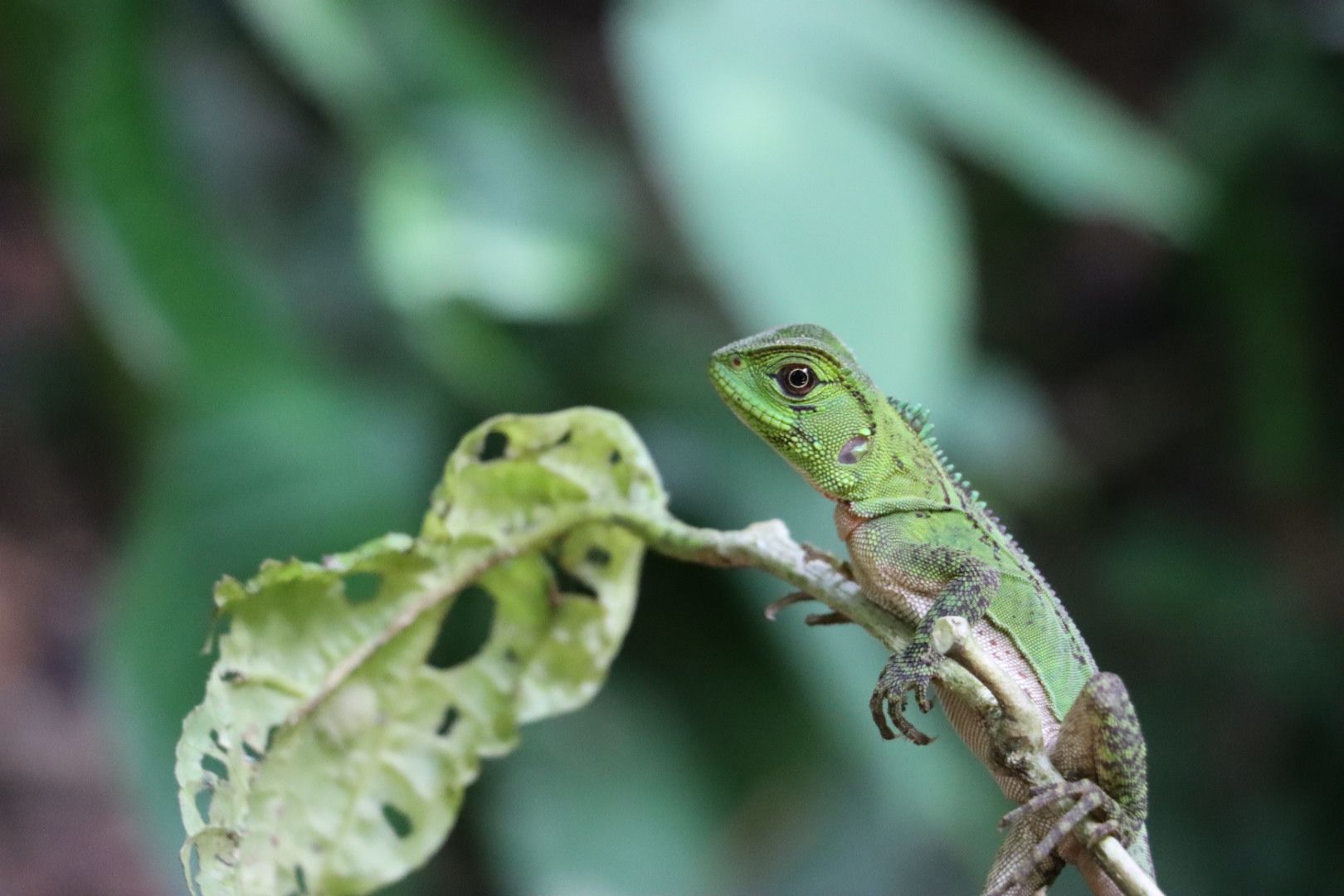 Amazon Rainforest
