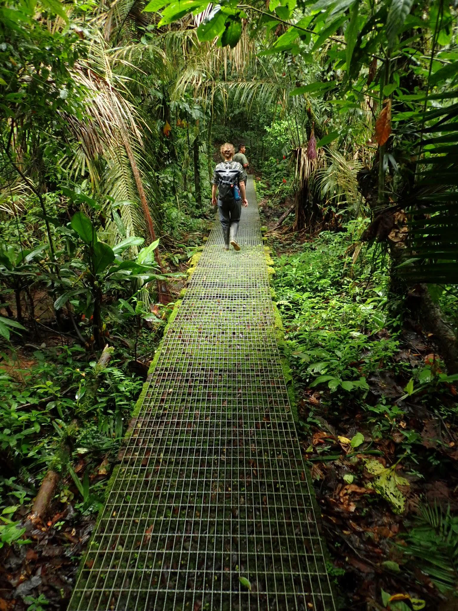 Jungle trail in Yasuni National Park