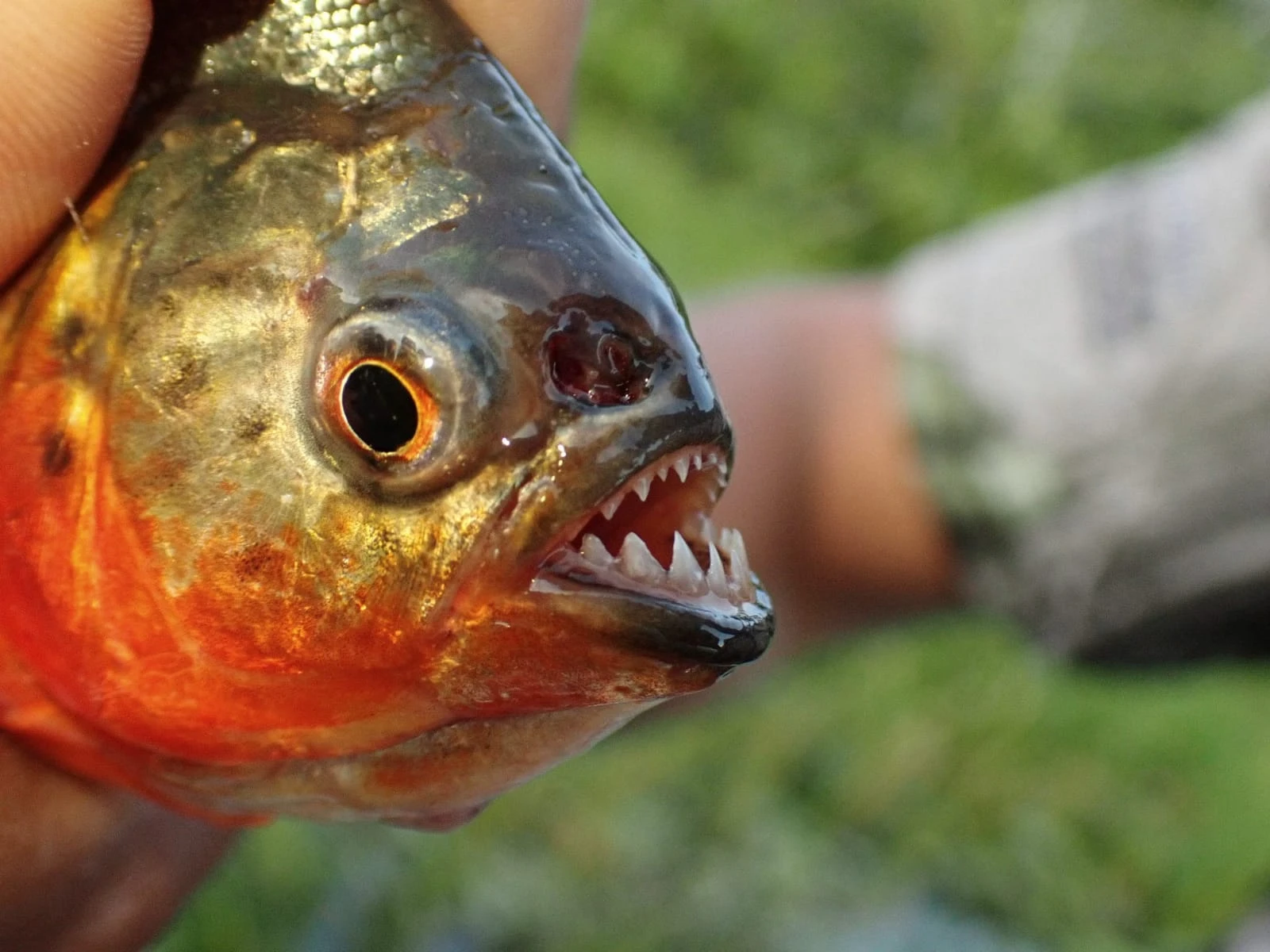 Amazon fishing adventure in remote Yasuni rivers near Ecuador Peru border