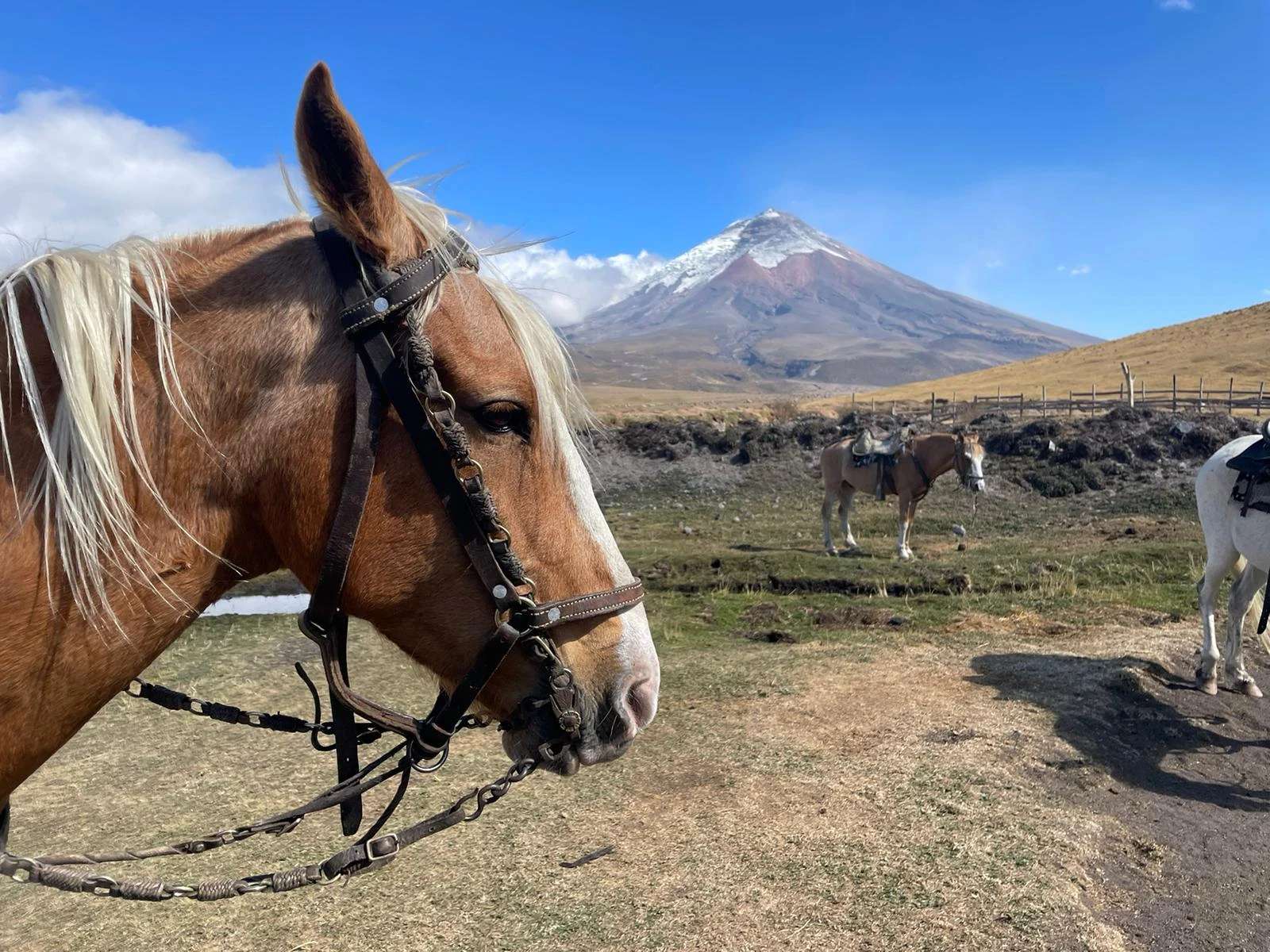 Cotopaxi volcano tour Ecuador with horseback riding in the Andes and Otavalo market