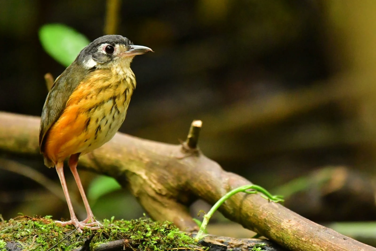 Birdwatching tour Ecuador Andes and Amazon exotic tropical birds