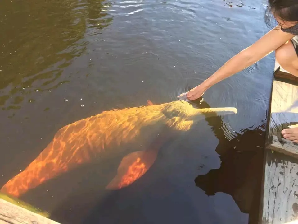 Pink dolphin experience in the Ecuadorian Amazon