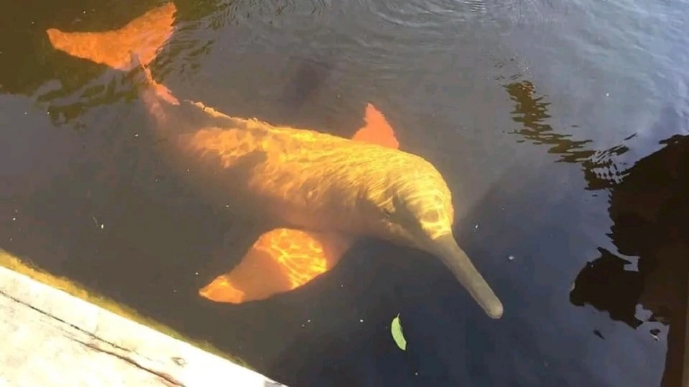 Pink river dolphin journey in Yasuni rainforest rivers
