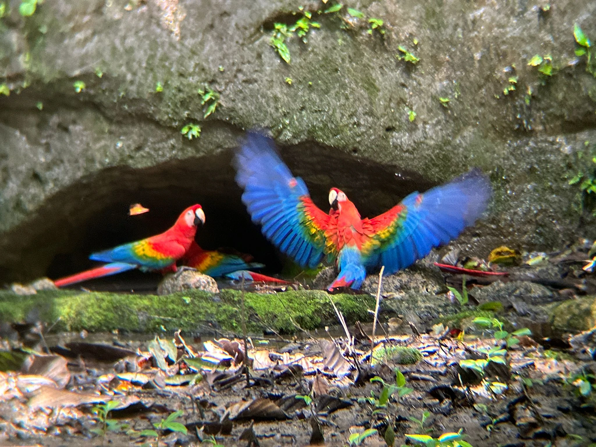 Limoncocha and Yasuni rainforest wildlife experience