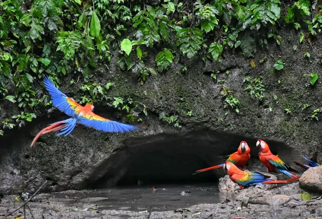 Wildlife tour in Yasuni National Park Ecuador with monkeys and tropical birds