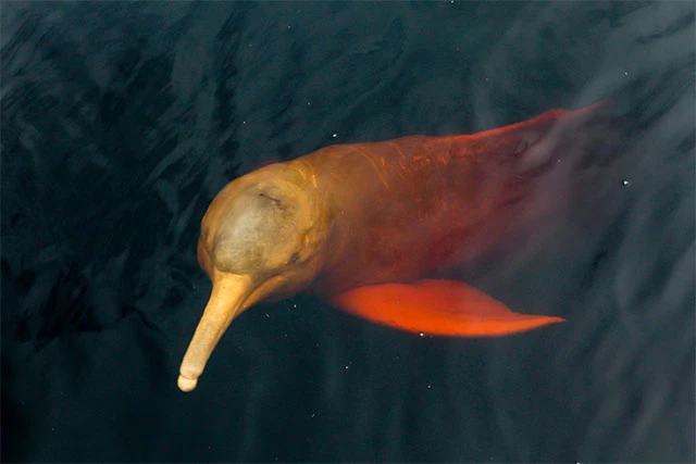 Yasuni National Park Ecuador tour